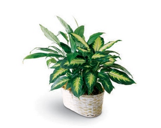 Spathiphyllum and Dieffenbachia